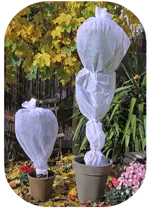 outdoor plants covered with protective tent material to prevent freezing
