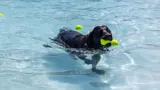 A black dog swims in a pool, carrying two tennis balls in its mouth.
