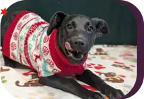 young puppy wearing a festive holiday sweater