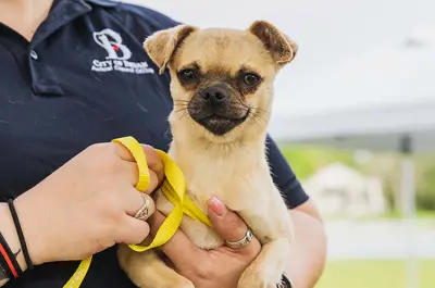 small dog being held in the arms of a Bryan Animal Center employee