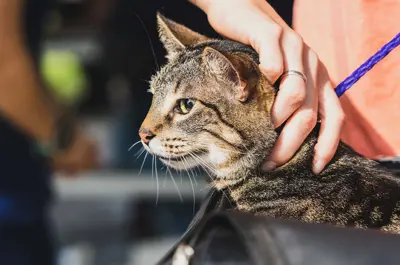 cat being gently placed in a carrier