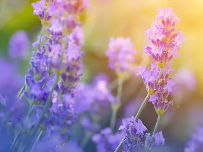 Closeup of purple flowers.
