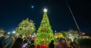 brightly lit tree against a dark night sky filled with stars.