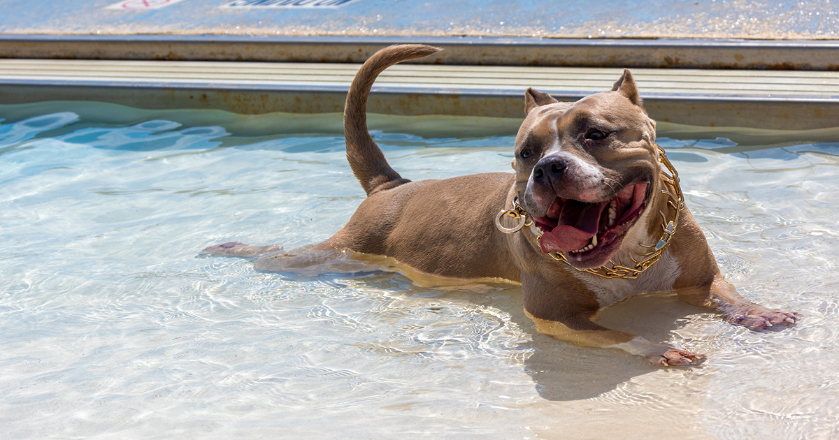 A happy dog lounges in a pool with its tongue out.