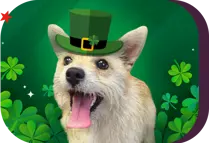 smiling dog surrounded by four-leaf clovers and wearing a green Irish hat