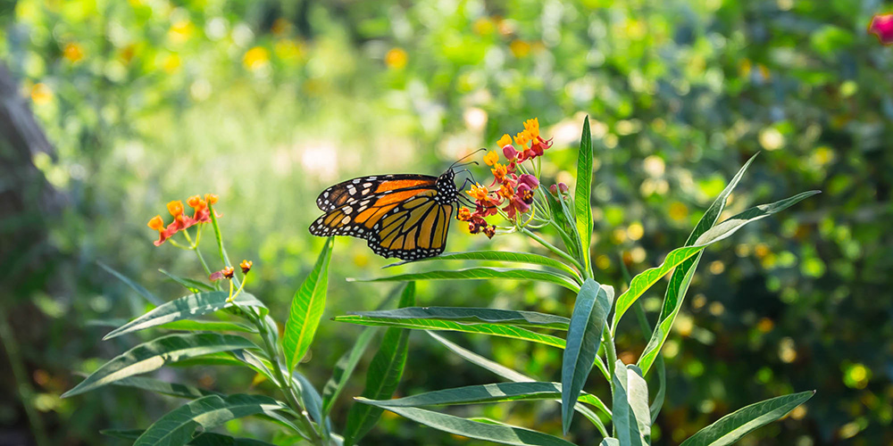 Monarch butterfly works on a flower.