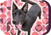 happy dog looking up on a valentine heart background