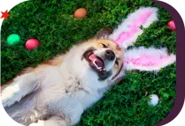 smiling dog laying on the grass wearing bunny ears surrounded by Easter eggs