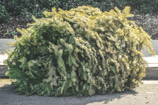 Christmas tree on curb