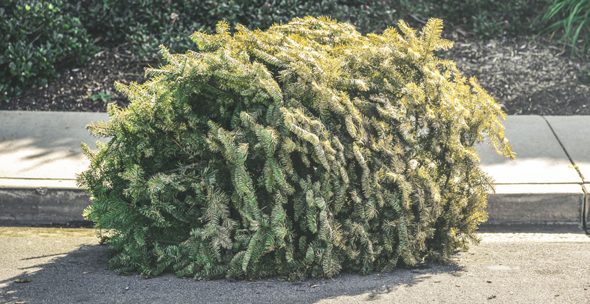 Christmas tree on curb