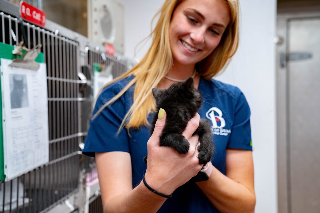 Animal Care Tech holds kitten