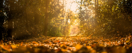 Photo of trail with leaves