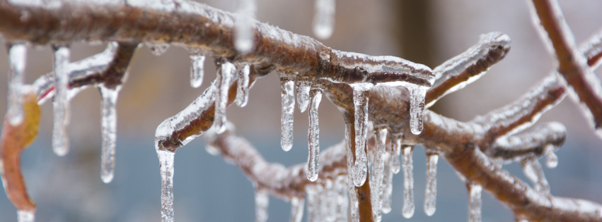 Photo of tree limbs with ice.