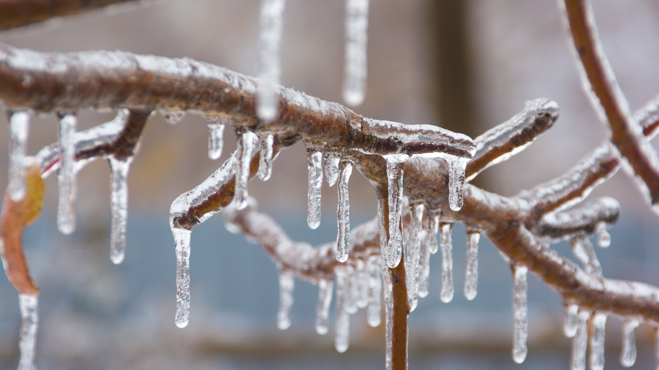 Photo of tree limbs with ice.