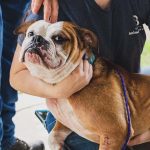 A bulldog is cradled by Bryan Animal Center staff members at the spring 2023 free microchip and rabies vaccination event in Bryan.
