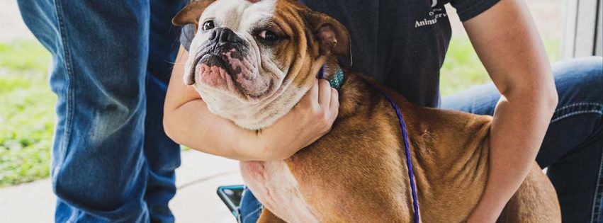 A bulldog is cradled by Bryan Animal Center staff members at the spring 2023 free microchip and rabies vaccination event in Bryan.