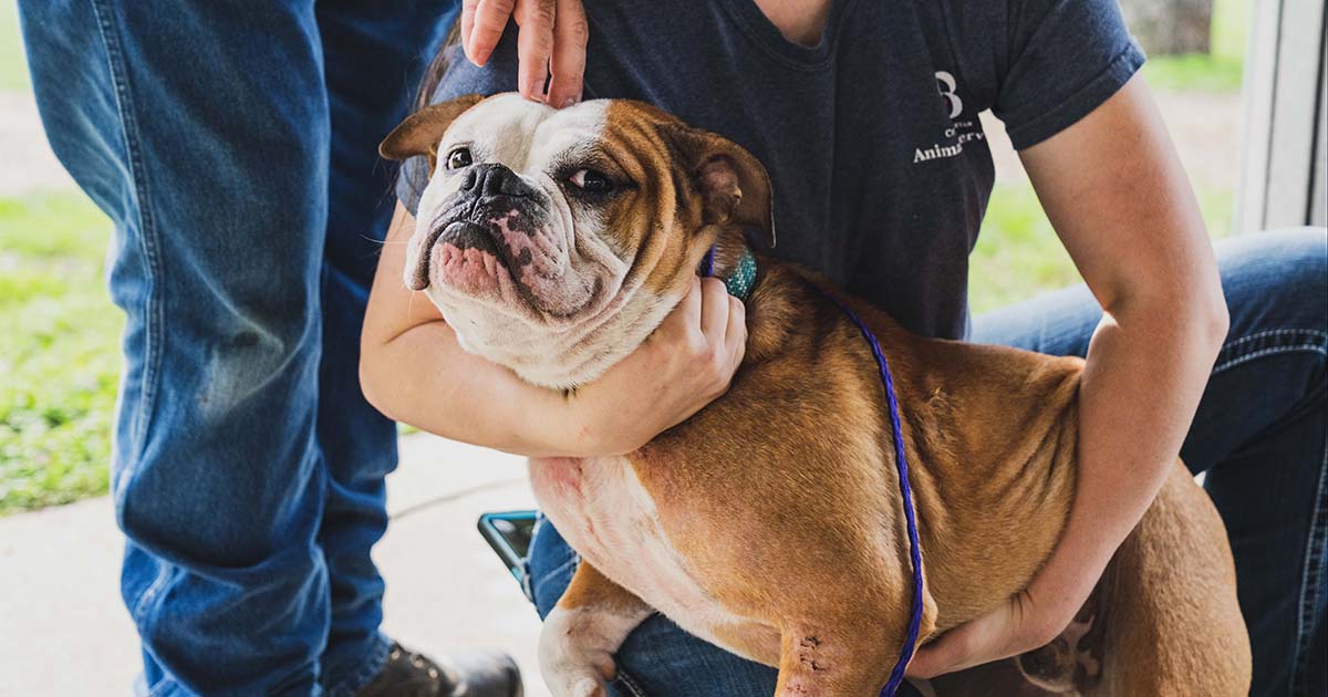 A bulldog is cradled by Bryan Animal Center staff members at the spring 2023 free microchip and rabies vaccination event in Bryan.