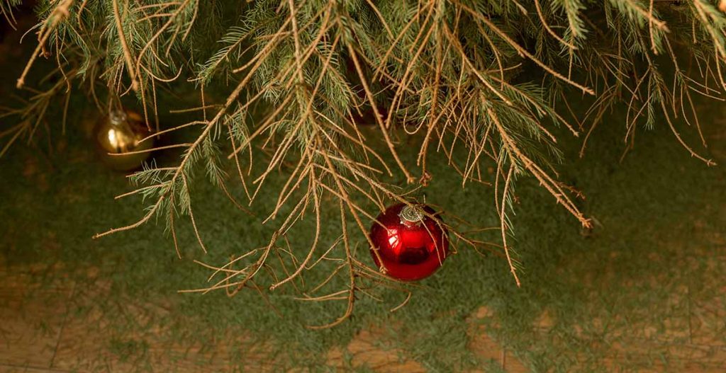 A live Christmas tree that is drying out and withering, with branch needles falling off of it.