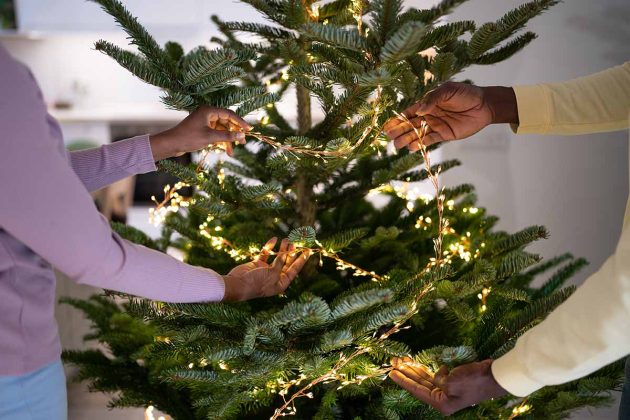 Photo of man and woman putting lights on a live christmas tree.