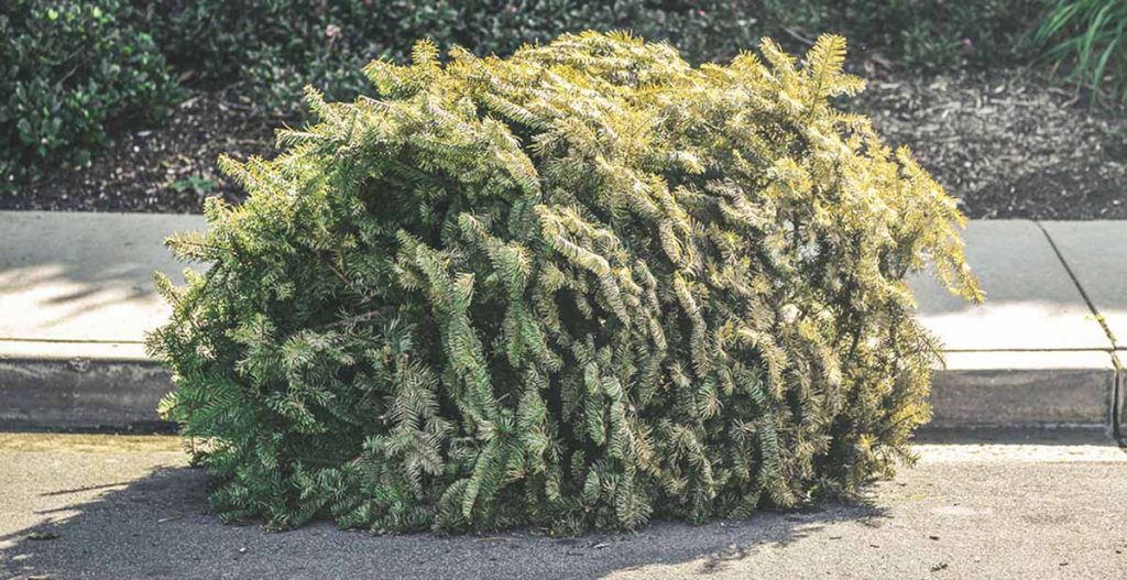 photo of a christmas tree being put on the curb for disposal by the solid waste collection crews.