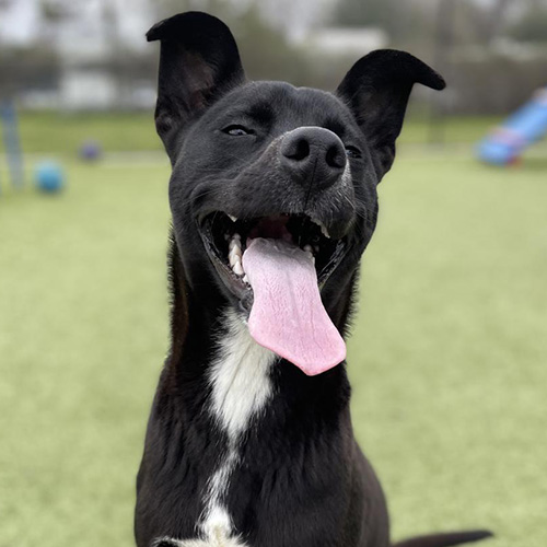 Paulie, a 10-month-old black and white Retriever, Labrador mix is available for adoption at the Bryan Animal Center.