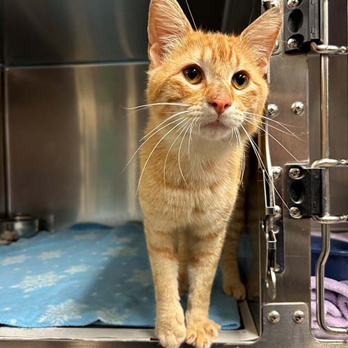 Fanta is a 3-year-old orange tabby domestic shorthair cat and he is available for adoption at the Bryan Animal Center.