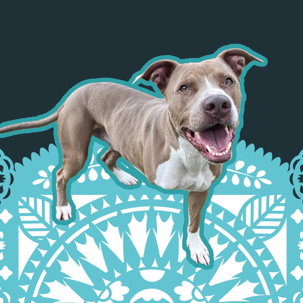 adoptable dog smiling on a decorative background