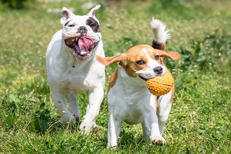 Adoptable Pets