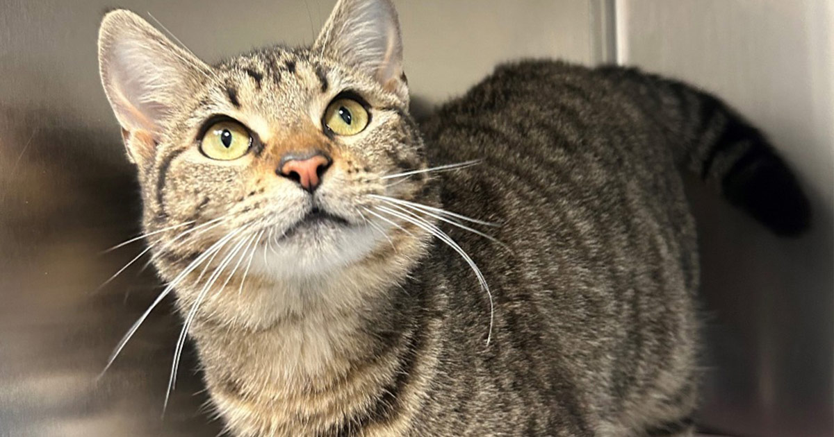 tabby cat looking up with curious eyes