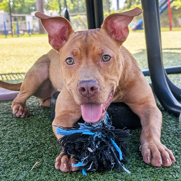 smiling dog laying with a toy