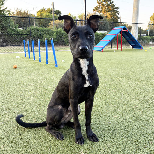 happy curious black dog sitting