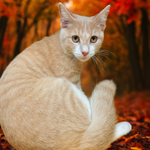orange striped cat sitting curled in front of a warm fall background